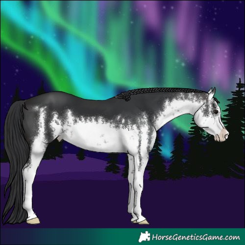 Horse Color:White Spotted Brown 