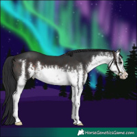 Horse Color:White Spotted Brown 