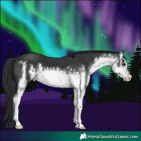 Horse Color:White Spotted Brown 