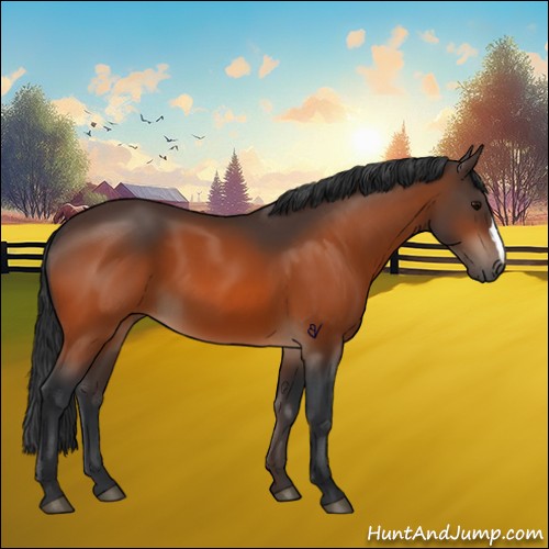 Horse Color:Bay 