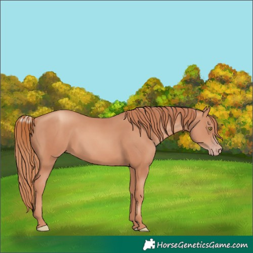 Horse Color:Gold Champagne