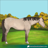 Horse Color:Amber Champagne Dun 