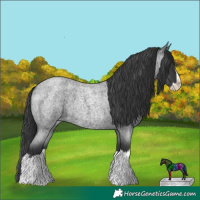 Horse Color:Blue Roan Splash