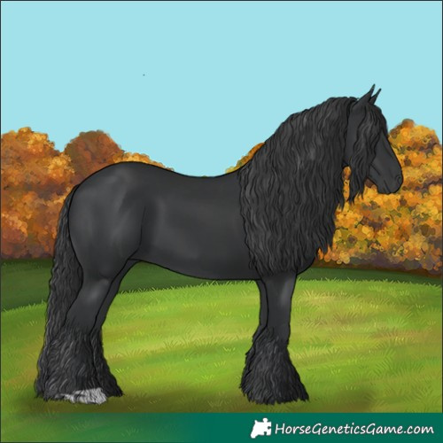 Horse Color:Black  and Black 