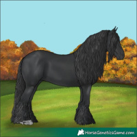 Horse Color:Black and Black