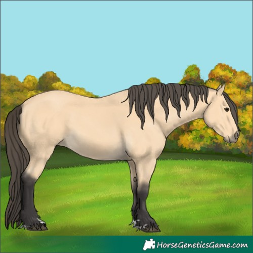 Horse Color:Buckskin 