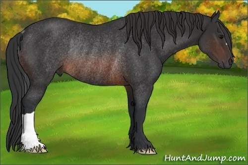 Horse Color:Brown Rabicano