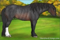 Horse Color:Brown Rabicano