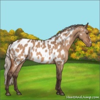 Horse Color:Silver Brown Dun Appaloosa 