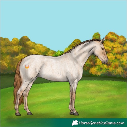 Horse Color:Red Dun Roan