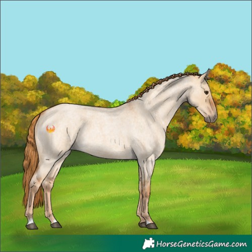 Horse Color:Red Dun Roan 