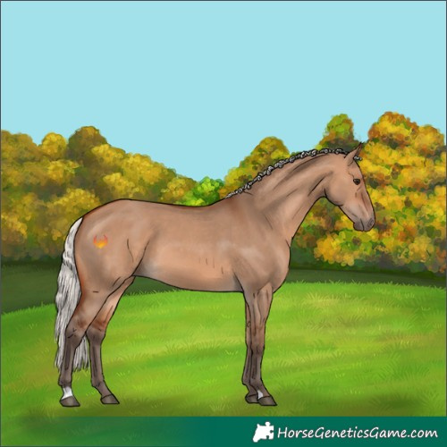 Horse Color:Silver Bay Dun 