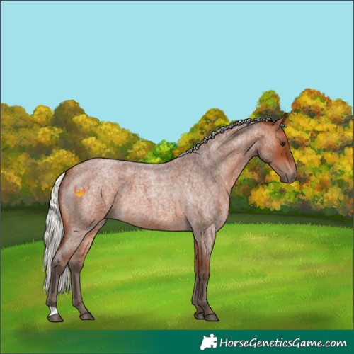 Horse Color:Silver Bay Roan 