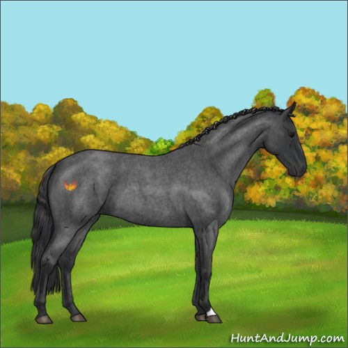 Horse Color:Blue Roan