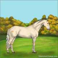 Horse Color:Palomino Roan Dun 