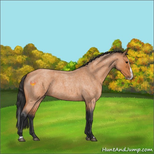 Horse Color:Bay Roan Splash 