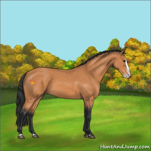 Horse Color:Bay Roan Splash