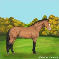 Horse Color:Bay Roan Splash 
