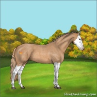 Horse Color:Red Roan Splash 