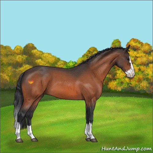 Horse Color:Bay Roan Splash 