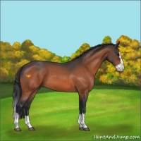 Horse Color:Bay Roan Splash 