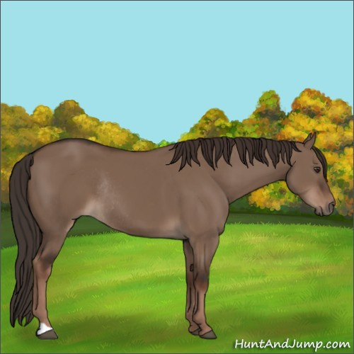 Horse Color:Liver Red Dun Rabicano