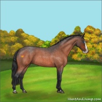 Horse Color:Bay Roan Splash 
