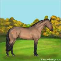 Horse Color:Bay Dun 