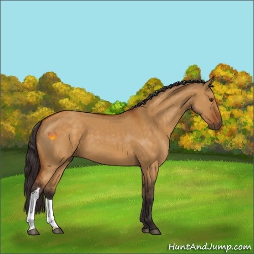 Horse Color:Buckskin Dun 