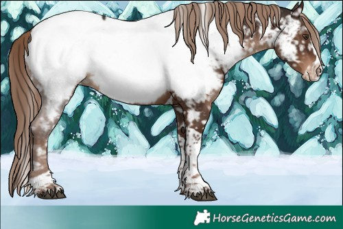 Horse Color:Liver Chestnut Sabino Splash Tobiano Near Fewspot Rabicano 