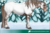 Horse Color:Liver Chestnut Sabino Splash Tobiano Near Fewspot Rabicano 
