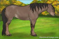 Horse Color:Liver Red Dun Rabicano 