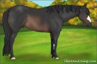 Horse Color:Buckskin Frame 