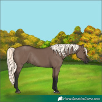 Horse Color:Liver Red Dun Mushroom Rabicano