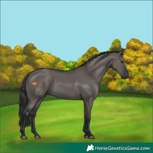 Horse Color:Grullo Rabicano 