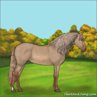 Horse Color:Red Dun 