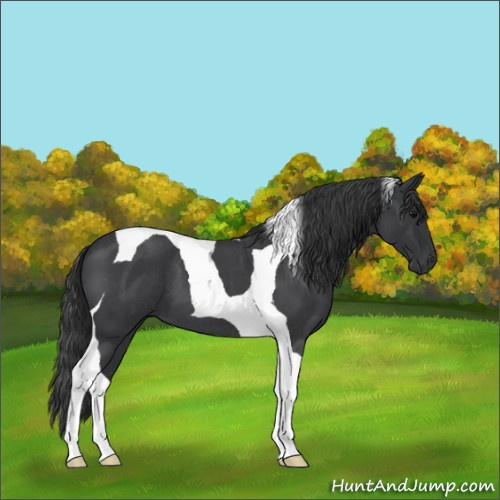 Horse Color:Blue Roan Tobiano 