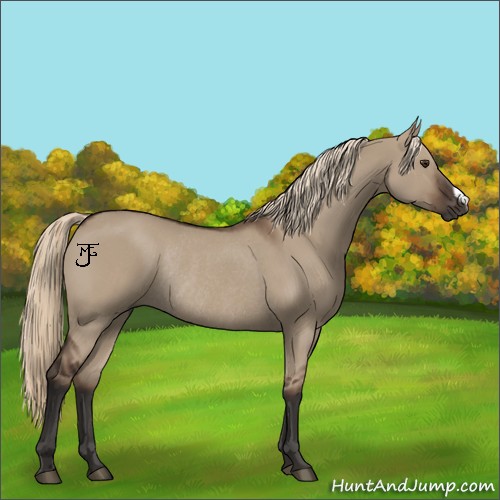 Horse Color:Liver Red Dun Rabicano 