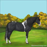 Horse Color:Black Splash Tobiano 