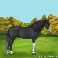 Horse Color:Black Splash Tobiano 