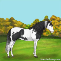 Horse Color:Black Splash Tobiano 