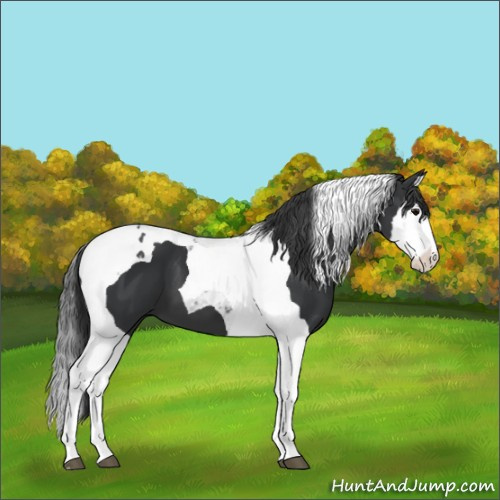 Horse Color:Black Splash Tobiano 