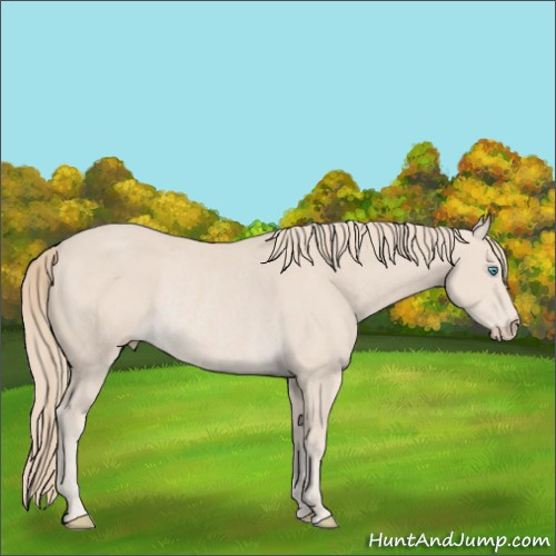 Horse Color:Smoky Creme Rabicano