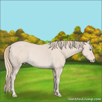 Horse Color:Smoky Creme Rabicano