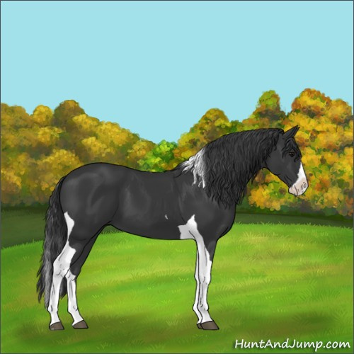 Horse Color:Black Splash Tobiano 