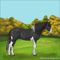 Horse Color:Black Splash Tobiano 