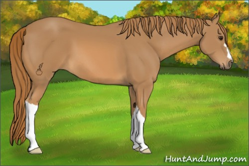Horse Color:Chestnut 
