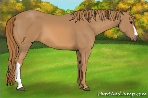 Horse Color:Chestnut 
