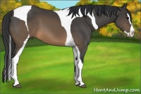 Horse Color:Buckskin Splash Tobiano 