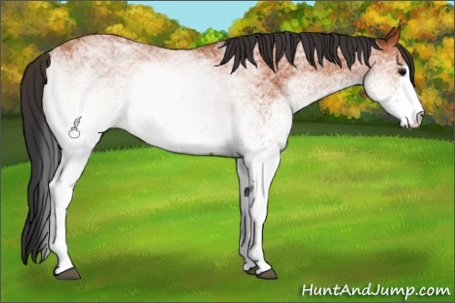 Horse Color:White Spotted Bay 